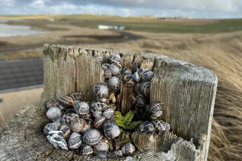 Bethany Quin Dozens of snails all crowded together in a hole in the stump of a tree.