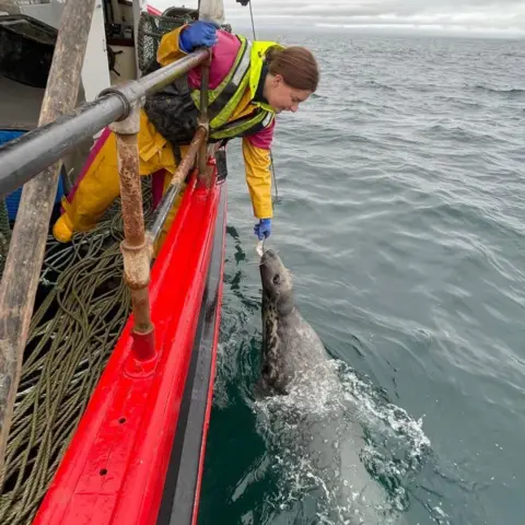 James Robertson Brooke wears fishing overalls and a waterproof jacket while on board the creel fishing boat. She is leaning over the side to feed a grey seal.
