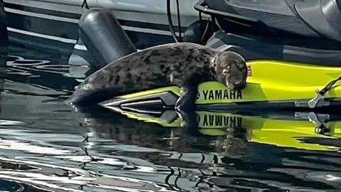 Seal on a jet ski
