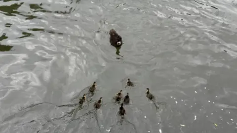 Reading Borough Council Eight ducklings and their mother swimming in the River Kennet in Berkshire