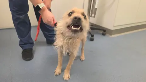 A terrier-cross dog looks at the camera with an open mouth and dirty blonde fur. A woman in blue scrubs and black trainers holds a red lead, which is attached to a green collar on the dog's neck.