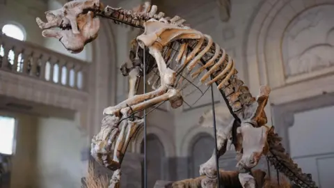 Alberto Boscaini The giant skeleton of an extinct species of giant ground sloth takes centre stage in a museum in Buenos Aires, Argentina. The animal stands on two legs, bent over with a large skull and a long tail.