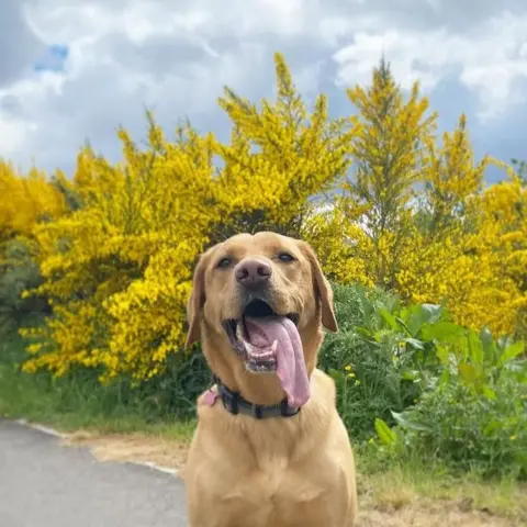 Leigh Montgomery Fox red lab dog with tongue hanging out, and yellow gorse in the background.