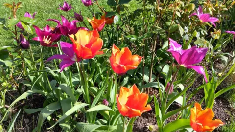 Peterborough Cathedral Orange, purple and pink flowers with green stems.
