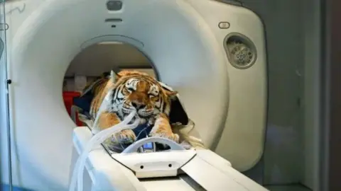 The Big Cat Sanctuary An orange and brown tiger lying down, entering a medical machine