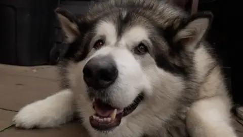 Mal el perro se acostó. Es un perro grande y esponjoso, blanco y negro, con una gran nariz negra y ojos marrones. Tiene la boca abierta.