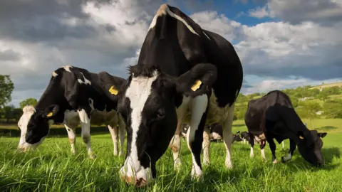Three black and white cows eating grass in a field. There is a cloudy sky above. 