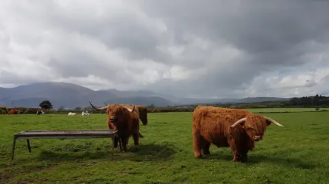 BBC Weather Watcher Matt Brown cows with horns in field covered with grass at Dundrum, County Down. The cows are Highland cows and have long horns. There is a cloudy backdrop and mountains behind them.