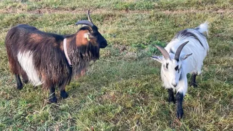 Grace Pidgley A white and brown goat, Arlo and Coco in a field together walking around