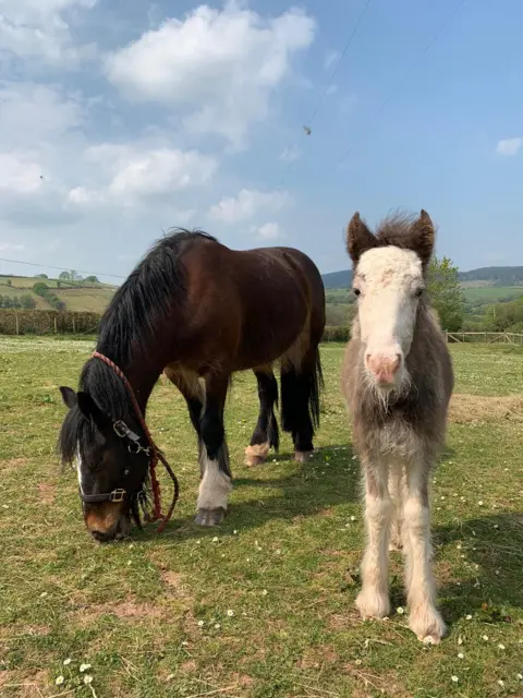 Lluest Horse and Pony Trust Connie with her foster mother at the farm after being rescued. Connie is white, black and grey. Connie's foster mother is a brown horse with a black mane. 