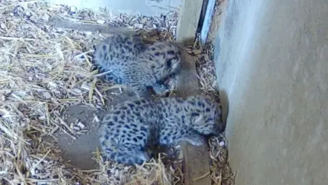 Two leopard cubs curled up on a bed of straw.