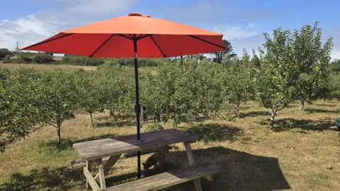 Cuckoo Valley Cider This is a view of Cuckoo Valley cider farm with lots of small apple trees. There is a picnic bench with an orange umbrella in front of the rows of trees. 