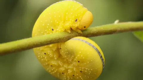 LRWT A giant willow sawfly - a huge bright-yellow larvae of this species - was found on some willow at Rutland Nature Reserve for the first time during a recording event between 26 and 28 June 2026. 