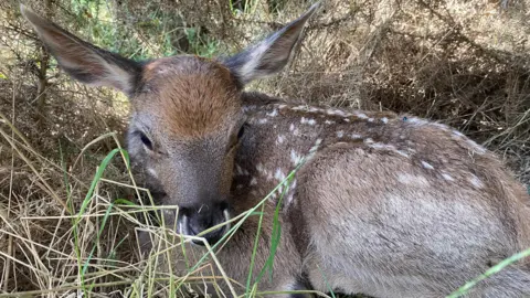 Watatunga Wildlife Reserve The male white-lipped deer calf nestled in a patch of grass. It's body is a light brown colour with white speckles and has long ears.