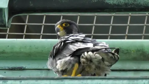 Jon Ward Peregrine falcon in Loughborough