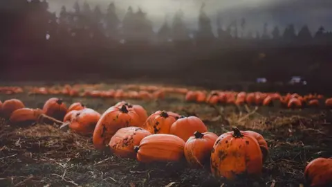 Forage Farm Pumpkins in a field at Forage Farm