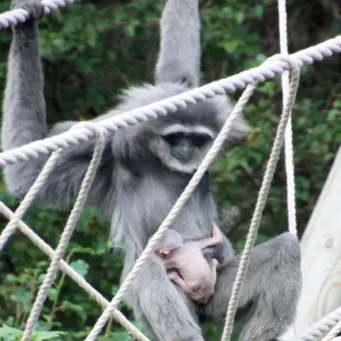 Curraghs Wildlife Park Ffinlo