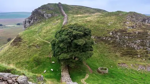 David Badger Sycamore gap