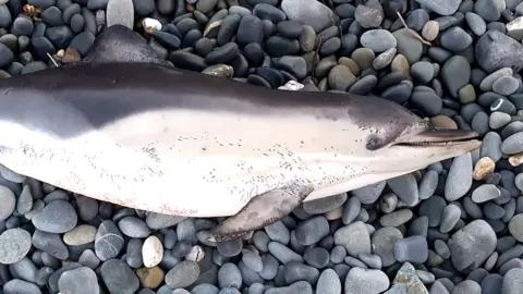 Both dolphins measured about 1.5m (59in) long