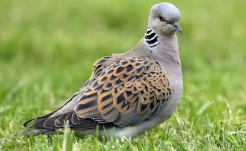 Andy Hay/ RSPB Image Turtle dove
