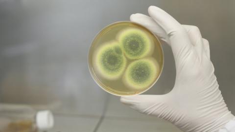 How economics killed the antibiotic dream - BBC News