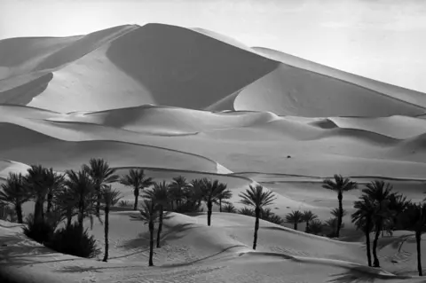 George Rodger Palmeries of Kerzaz, Sahara