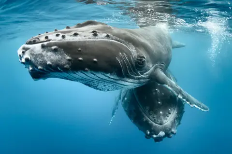 Science Photo Library Humpback whales