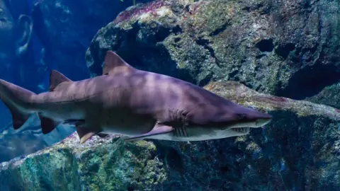 Shutterstock Sand tiger shark