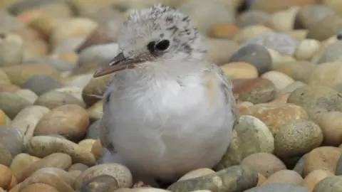 Chesil LIttle Terns Little Tern