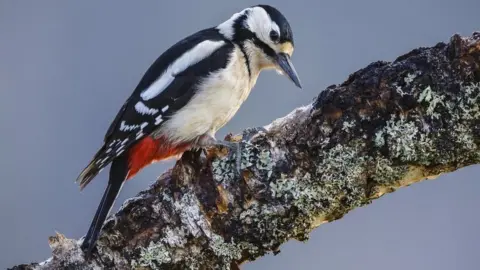 A woodpecker