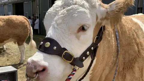 Stephanie Nelson/BBC Cow at Royal Norfolk Show