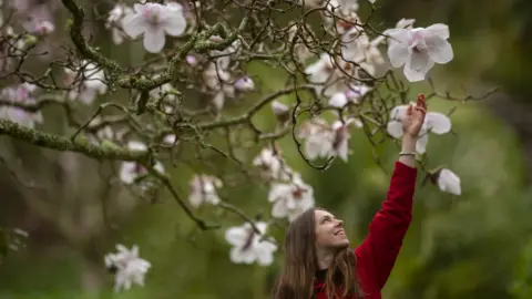 Steve Haywood/National Trust Images Tree