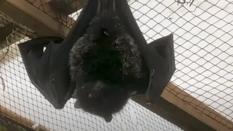 Durrell Wildlife Conservation Trust Livingstone fruit bat and its pup hanging upside down in enclosure