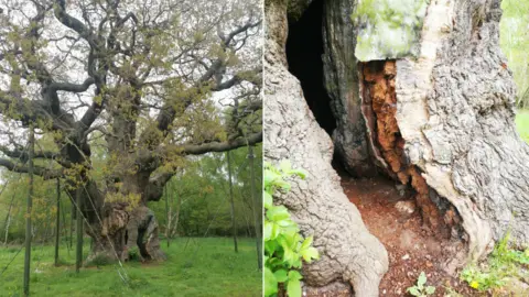 Chloe Ryder Major Oak
