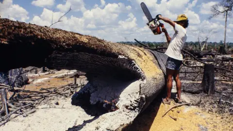 Getty Images Man using a chainsaw in the the Amazon on a fallen tree