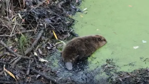 Nottinghamshire Wildlife Trust Beaver release