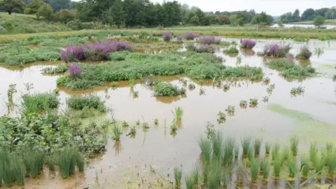 Anglian Water Ingoldisthorpe Wetland in Norfolk