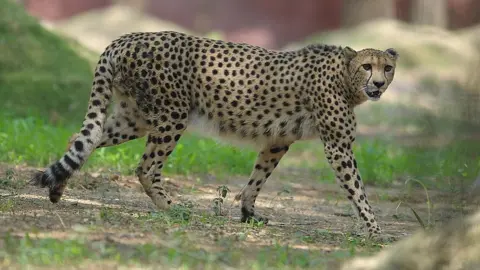 Madhya Pradesh: India prepares to welcome 12 African cheetahs