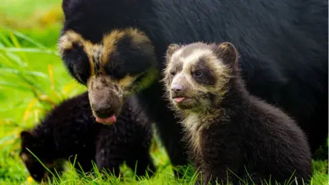 PA Media Four-month-old Spectacled bear cub twins begin to come out and play in their enclosure at Noah"s Ark Zoo Farm in Somerset,