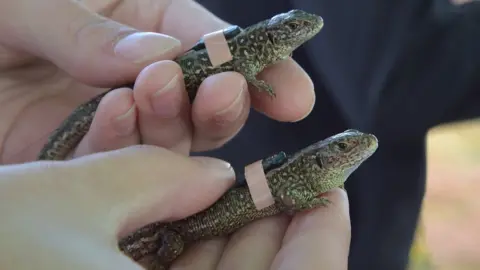 Paul Drane Radio transmitters fitted on two sand lizards