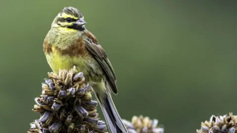 Romano da Costa Cirl Bunting