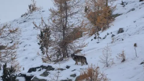 Gruppe Wolf Schweiz File pic of wolf in the Alps