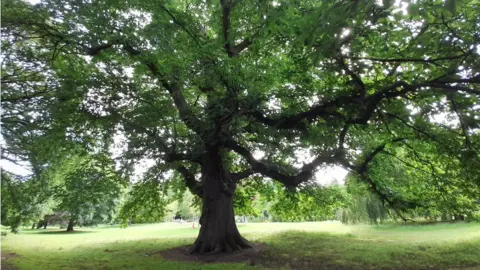 Kyle Jones Mattock Towering sweet chestnut tree in leaf with its long out stretched limbs