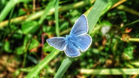 Paul Morgan Common Blue Butterfly