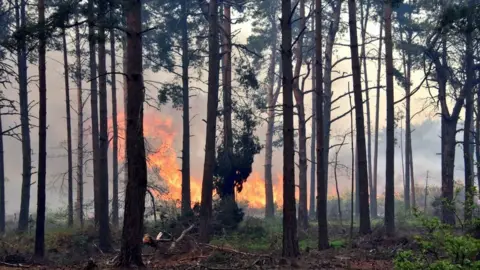 @Firesnapper999 More than 10km of vegetation was alight