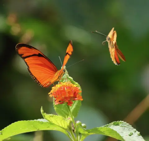 Frank Gardner Julia heliconian butterflies, Dryas iulia, feeding on nectar