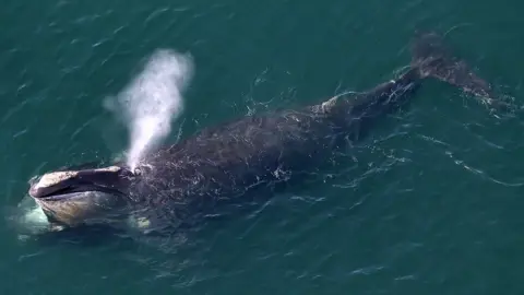 Boston Globe/Getty Images An aerial view of a right whale spouting from its blow hole while feeding in US waters