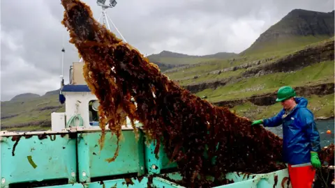 Adrienne Murray Seaweed farming Faroe Islands