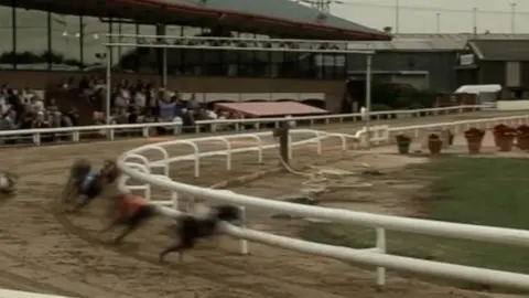 Emma Baugh/BBC Greyhound's on the track in Peterborough watched by racegoers.
