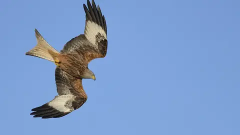 Red kite flying against blue sky